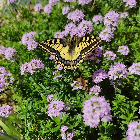Πάρκο διακοπών Villaggio Mithos Misano Adriatico