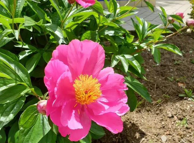 Villaggio Mithos Ferienpark Misano Adriatico