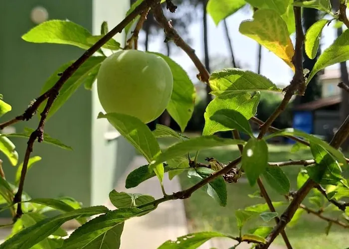 Villaggio Mithos Мизано-Адриатико